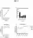 Fig. 13 - MYOBLAST CHIMERIC CELLS (MCCs)
