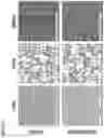 Fig. 07 - METHODS AND COMPOSITIONS OF CHONDRISOMES