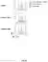Fig. 07 - PLACENTA DERIVED ADHERENT CELLS FOR IMPROVED XENOPLANTATION