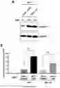Fig. 13 - BIFUNCTIONAL VECTORS ALLOWING BCL11A SILENCING AND EXPRESSION OF AN ANTI-SICKLING HBB AND USES THEREOF FOR GENE THERAPY OF B-HEMOGLOBINOPATHIES