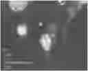 Fig. 01 - Engineered parasites for delivering protein to the central nervous system (CNS)