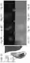 Fig. 05 - Engineered parasites for delivering protein to the central nervous system (CNS)