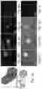 Fig. 06 - Engineered parasites for delivering protein to the central nervous system (CNS)