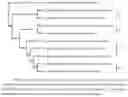 Fig. 02 - USE OF BACILLUS AMYLOLIQUEFACIENS AND/OR BACILLUS SUBTILIS FOR THE ENHANCEMENT OF ACTIVE PROBIOTIC COMPOSITIONS OR FOR THE ACTIVATION OF INACTIVE PROBIOTIC COMPOSITIONS, COMPOSITIONS THUS OBTAINED, AND RELATED METHOD