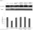 Fig. 07 - METHOD FOR PRODUCING SPIRULINA EXTRACT, AND SPIRULINA EXTRACT-CONTAINING PHARMACEUTICAL COMPOSITION AND HEALTH FUNCTIONAL FOOD FOR IMPROVING COGNITIVE ABILITY