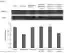 Fig. 08 - METHOD FOR PRODUCING SPIRULINA EXTRACT, AND SPIRULINA EXTRACT-CONTAINING PHARMACEUTICAL COMPOSITION AND HEALTH FUNCTIONAL FOOD FOR IMPROVING COGNITIVE ABILITY