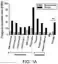 Fig. 02 - Methods for treating microbial infections using caudovirales bacteriophages