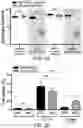 Fig. 04 - Methods for treating microbial infections using caudovirales bacteriophages