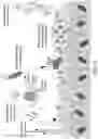 Fig. 07 - Methods for treating microbial infections using caudovirales bacteriophages