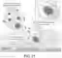 Fig. 23 - Methods for treating microbial infections using caudovirales bacteriophages