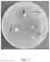 Fig. 05 - seed extract composition and its application in antibiotic-resistant infections