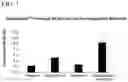 Fig. 02 - Stimulation of NK cell activity by using a combination of broccoli, Nigella Sativa, Green Tea, and pterostilbene alone and together with metformin