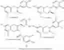 Fig. 01 - METHODS FOR CONTINUOUS EXTRACTION AND PURIFICATION OF A UNIQUE FLAVAN-3-OL EXTRACT FROM IMMATURE WHOLE GRAPE CLUSTERS AND COMPOSITIONS THEREOF