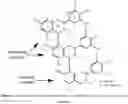 Fig. 03 - METHODS FOR CONTINUOUS EXTRACTION AND PURIFICATION OF A UNIQUE FLAVAN-3-OL EXTRACT FROM IMMATURE WHOLE GRAPE CLUSTERS AND COMPOSITIONS THEREOF