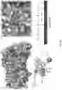 Fig. 17 - Inhibitors for proliferating cell nuclear antigen and uses