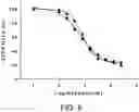 Fig. 12 - Di-sulfide containing cell penetrating peptides and methods of making and using thereof