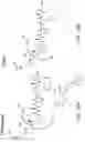 Fig. 23 - Di-sulfide containing cell penetrating peptides and methods of making and using thereof