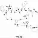 Fig. 24 - Di-sulfide containing cell penetrating peptides and methods of making and using thereof