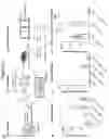 Fig. 17 - NEUTRALIZING VACCINES AGAINST HUMAN CORONAVIRUS