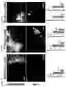 Fig. 10 - Modulation of tumor immunity by protein-mediated Odelivery
