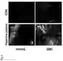 Fig. 11 - Modulation of tumor immunity by protein-mediated Odelivery