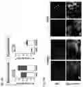Fig. 12 - Modulation of tumor immunity by protein-mediated Odelivery