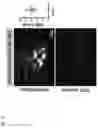 Fig. 13 - Modulation of tumor immunity by protein-mediated Odelivery