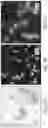 Fig. 10 - Sustained release formulations using non-aqueous membrane emulsification