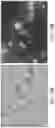 Fig. 18 - Sustained release formulations using non-aqueous membrane emulsification