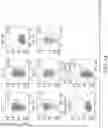 Fig. 05 - Binding proteins specific for RAS neoantigens and uses thereof