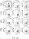Fig. 110 - Binding proteins specific for RAS neoantigens and uses thereof