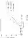 Fig. 113 - Binding proteins specific for RAS neoantigens and uses thereof