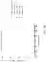 Fig. 114 - Binding proteins specific for RAS neoantigens and uses thereof