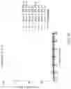 Fig. 117 - Binding proteins specific for RAS neoantigens and uses thereof