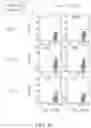 Fig. 18 - Binding proteins specific for RAS neoantigens and uses thereof