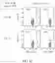 Fig. 25 - Binding proteins specific for RAS neoantigens and uses thereof