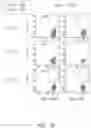 Fig. 29 - Binding proteins specific for RAS neoantigens and uses thereof