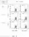 Fig. 36 - Binding proteins specific for RAS neoantigens and uses thereof