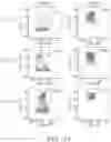 Fig. 49 - Binding proteins specific for RAS neoantigens and uses thereof