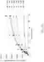 Fig. 57 - Binding proteins specific for RAS neoantigens and uses thereof