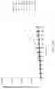 Fig. 97 - Binding proteins specific for RAS neoantigens and uses thereof