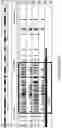 Fig. 49 - METHODS FOR DETECTING AND MODULATING THE EMBRYONIC-FETAL TRANSITION IN MAMMALIAN SPECIES
