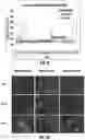 Fig. 08 - Compositions and methods for promoting islet viability and enhancing insulin secretion