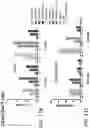 Fig. 14 - HUMAN VACCINE COMPOSITIONS AND METHODS FOR TREATING LEUKEMIA