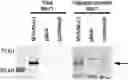 Fig. 01 - CANCER VACCINE COMPOSITIONS AND METHODS FOR USE THEREOF