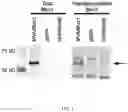 Fig. 03 - CANCER VACCINE COMPOSITIONS AND METHODS FOR USE THEREOF