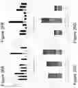 Fig. 32 - COMPOSITION AND PROCESS FOR PREPARING VACCINE