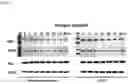 Fig. 08 - recombinanr xiexumapoeozoite protein compositions and method for vaccine delivery