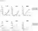 Fig. 13 - recombinanr xiexumapoeozoite protein compositions and method for vaccine delivery