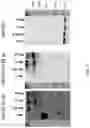 Fig. 03 - DNA vaccine for human papillomavirus and method for using the same